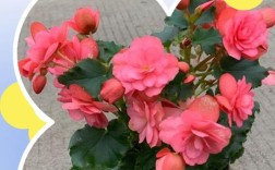 四季海棠有哪些常见品种？