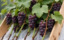 巨峰葡萄春季管理关键有哪些？