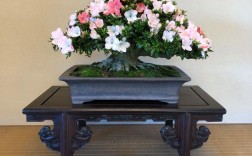 日本杜鹃花品种到底有多少？