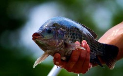 福寿鱼养殖利润高吗？技术难点有哪些？