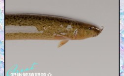 泥鳅孵化技术视频，关键步骤有哪些？