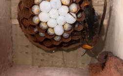 胡蜂养殖技术在线公开，如何高效学习应用？