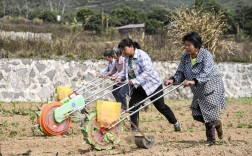 广西玉米种植技术图片如何助力农户掌握高效种植要点？