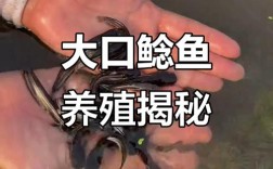 大口鲶鱼养殖技术视频怎么学？