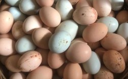 什么鸡品种产蛋量最高？