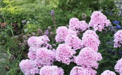 北方宿根花卉有哪些常见品种？