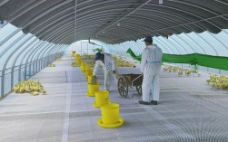 养鸭大棚技术视频有哪些关键要点？