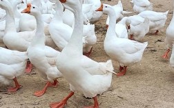 什么品种白鹅最高大？