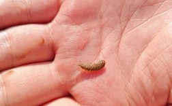 水沟里的小虾是什么品种？