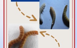 最新版黄粉虫养殖技术