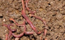 哪种蚯蚓繁殖速度最快？