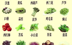 青菜品种何时最丰富？