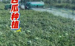 露地西瓜如何实现高产栽培？