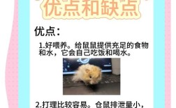 仓鼠养殖技术有哪些关键要点？