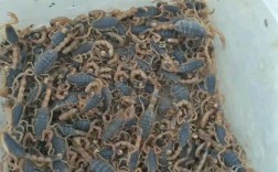 特种养殖品种有哪些？蝎子算吗？