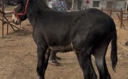 养殖肉驴选什么品种好？