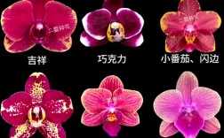 蝴蝶兰品种怎么快速区分？