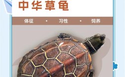 中国龟类品种到底有多少种？