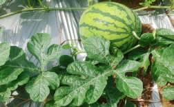 露天西瓜种植管理有哪些关键技术？