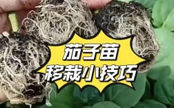早春茄子怎么种？视频技术要点有哪些？
