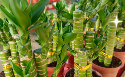 富贵竹包括哪些品种