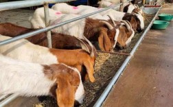 山东波尔山羊价格现在多少钱一斤？