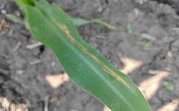 哪些玉米品种抗大斑病？