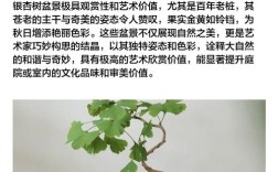 盆栽银杏栽培管理有何技术要点？