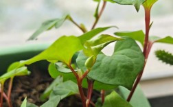 冬天种折耳根，技术要点有哪些？