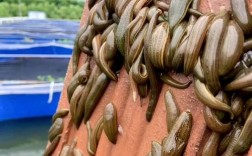 湖南水蛭养殖技术视频怎么学？