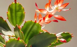 蟹爪兰品种有哪些？附图片详解。