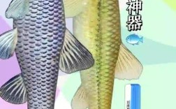 麦穗鱼繁殖技术视频有哪些关键步骤？