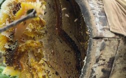 湖北养殖蜜蜂技术视频，新手能学会吗？