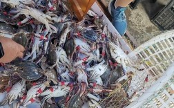 毛蟹批发价现在多少钱一斤？