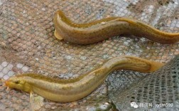 藕塘套养泥鳅，关键技术有哪些？