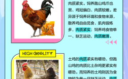 本地土鸡养殖技术课件，关键要点有哪些？