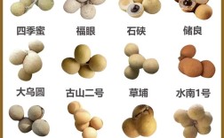 世界上最好的龙眼品种是哪个？