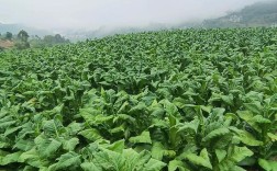 烟叶种植技术视频如何高效学习？