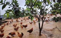 林下土鸡养殖技术视频怎么学？
