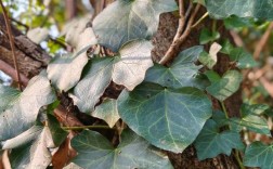 哪种长春品种价值最高？