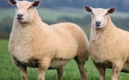 一胎多羔羊品种选啥好？