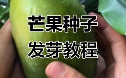 北方芒果如何成功种植？