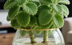 碰碰香哪些品种能泡茶？