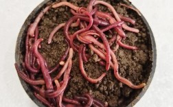 2025年大蚯蚓价格会涨到多少？