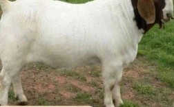 波尔山羊价格多少钱一只？