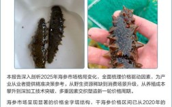 2025年海参价格会涨还是跌？