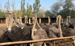 鸵鸟养殖技术有哪些关键要点？