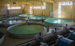 淡水鱼高密度养殖技术如何实现高效高产？