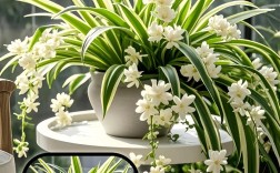 哪种吊兰品种图片最美观？