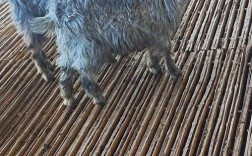 山东有哪些山羊品种？